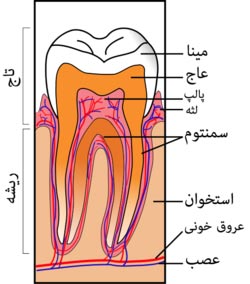 ساختار عاج دندانی